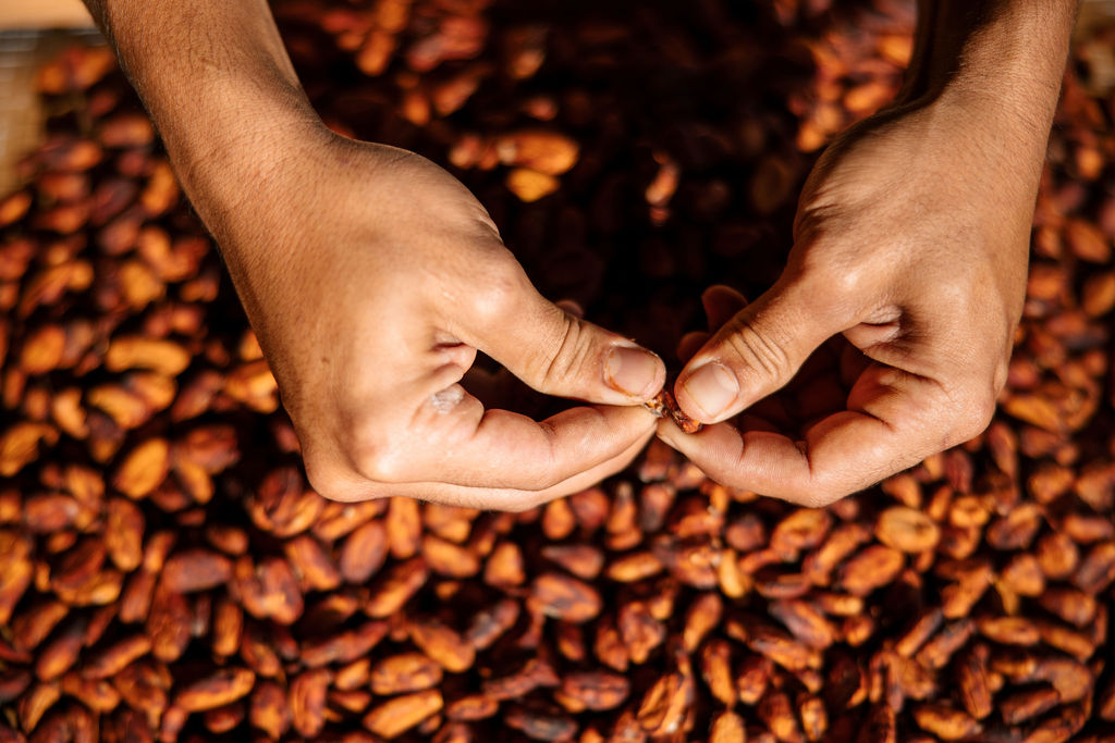 Hawaiian Cacao: The Only U.S.-Grown Chocolate You’ll Ever Taste