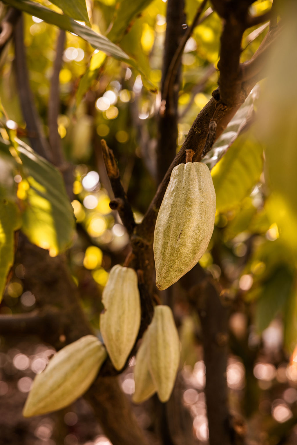 Cacao vs. Cocoa: What’s the Difference?