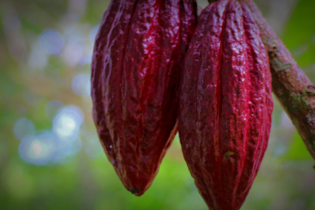 A Taste of the Tropics: Discover the Unique Cacao Varieties