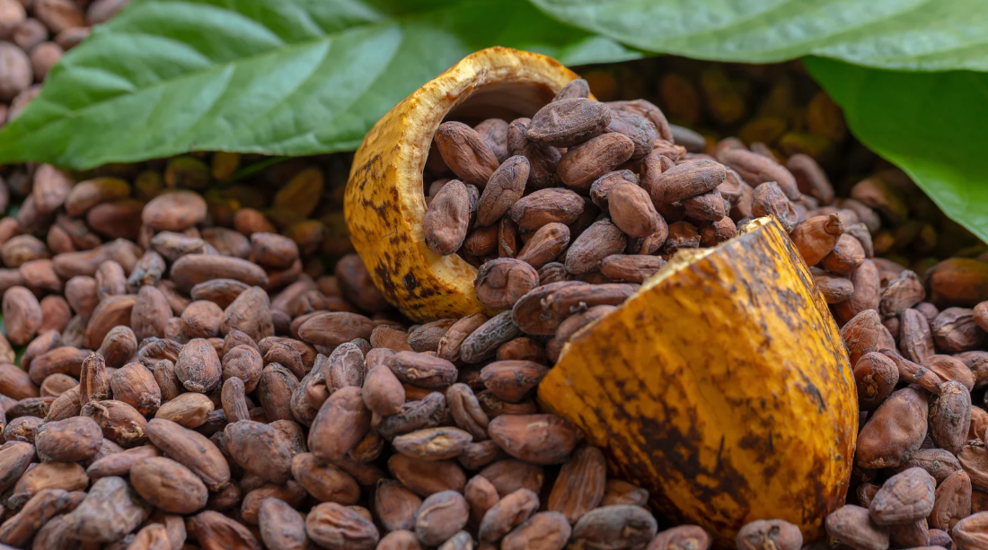From Pod to Present: The Journey of Hawaiian Cacao and What Makes It Unique