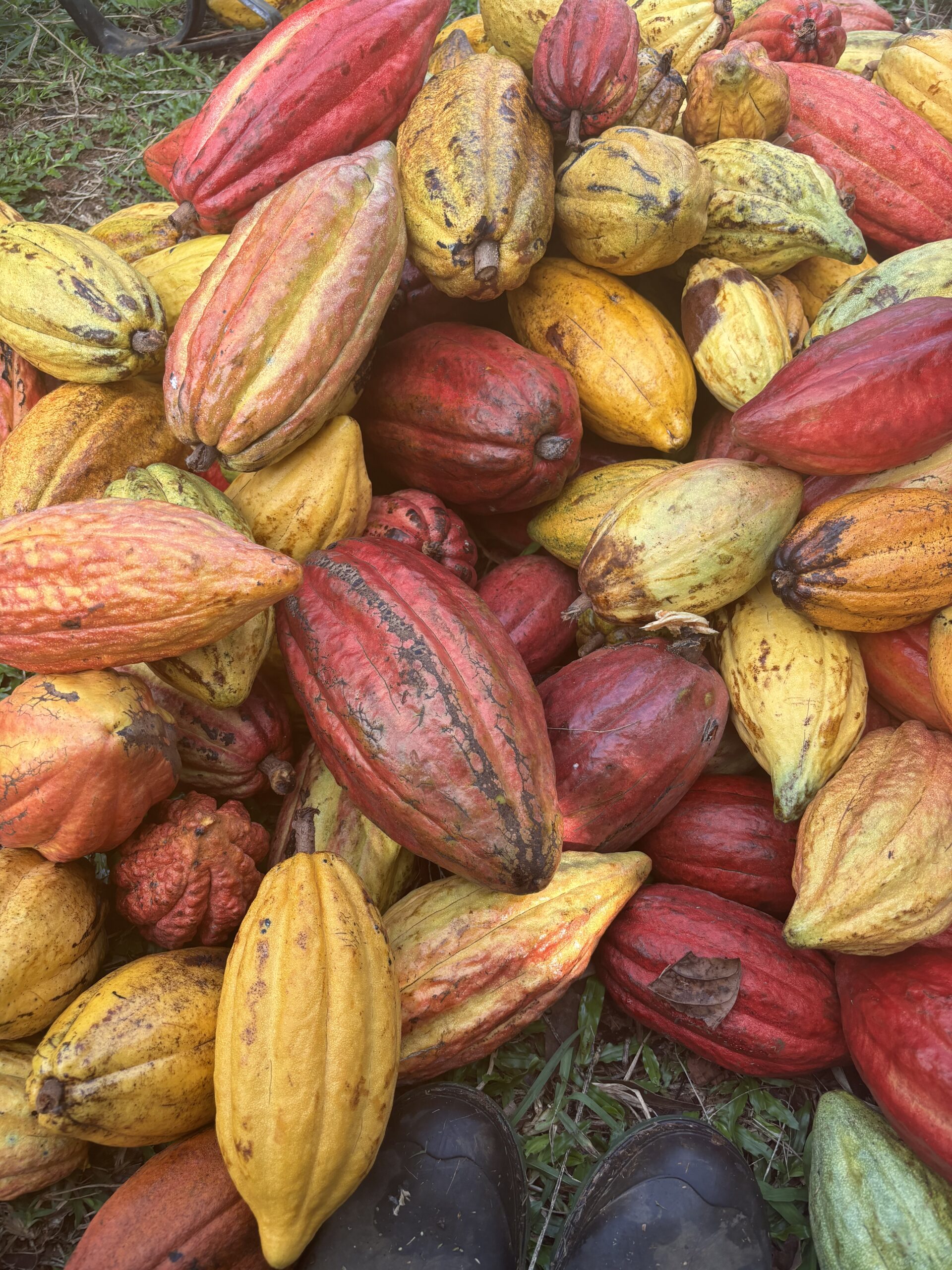Cacao Through the Ages: From Ancient Traditions to Hawaiian Farms