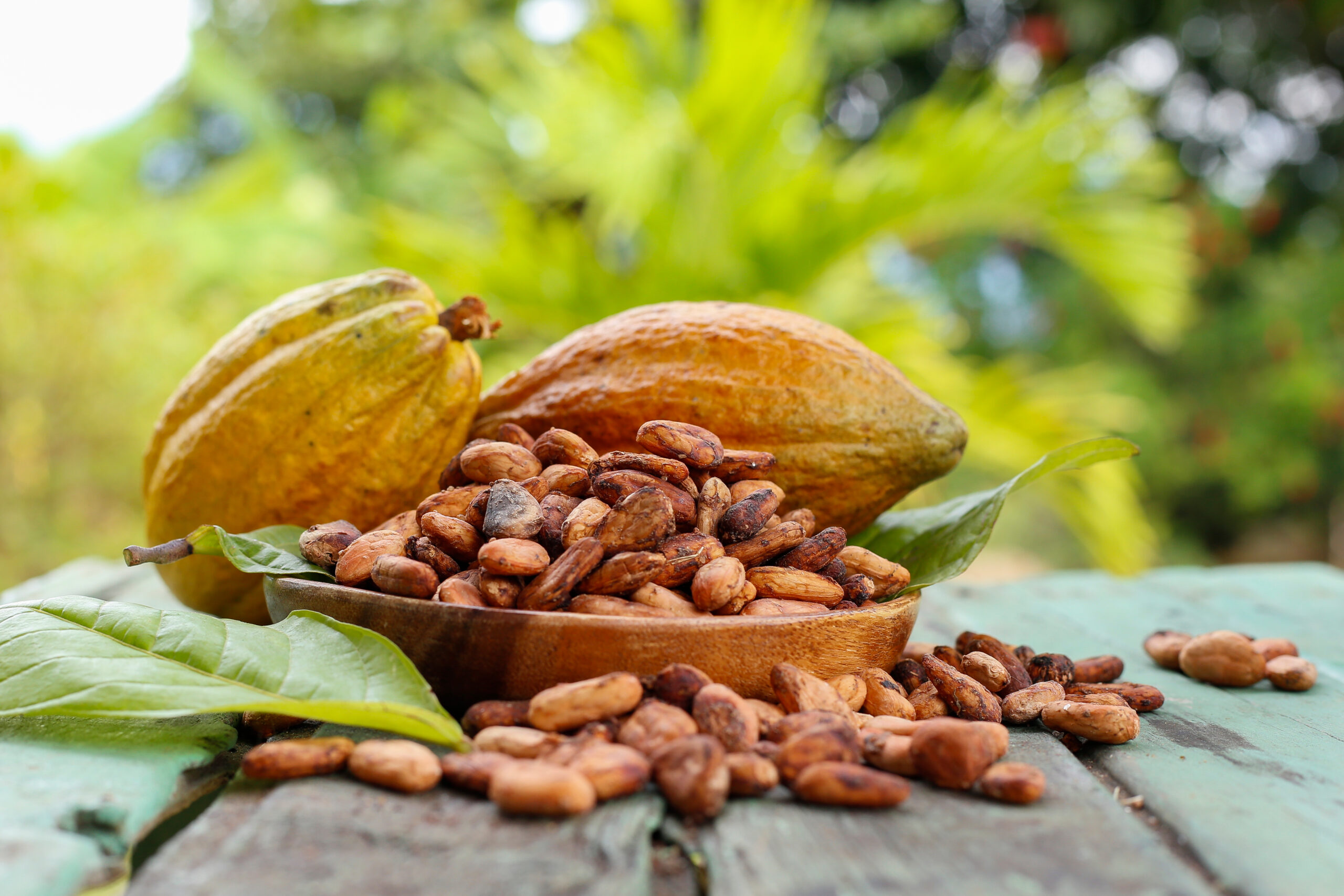 How Cacao Cultivation Changes Through the Seasons on Kauai