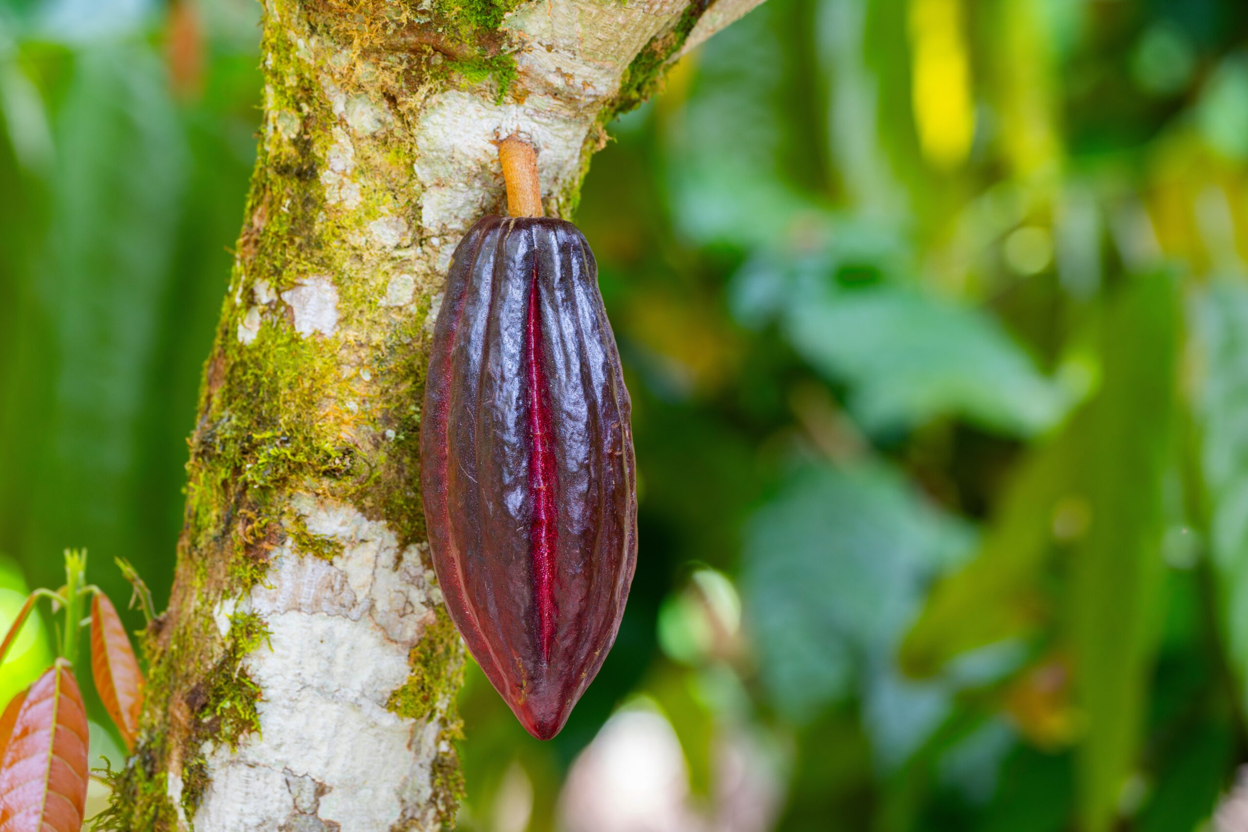 7 Fascinating Facts About Cacao and Chocolate You Probably Didn’t Know
